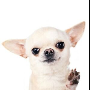Birthday Card - Cute "White Chihuahua" Puppy Dog - Blank Inside - Fast FREEPOST | eBay