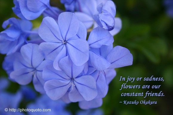 Blue Flower Quotes. QuotesGram