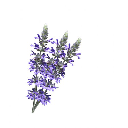 Lavender Flowers White Background Free Stock Photo - Public Domain Pictures