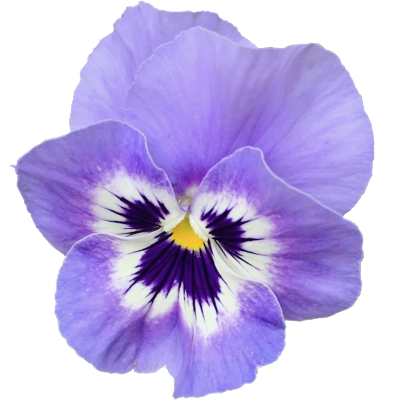 cias pngs // purple pansy flower
