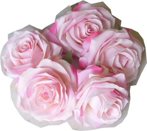 flowers baby pink roses