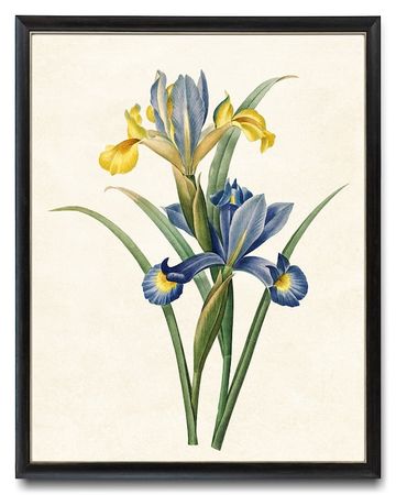 Yellow Blue Irises