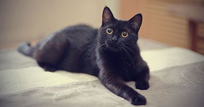 Is 'Black Panther' boosting black cat adoptions? | MNN - Mother Nature Network