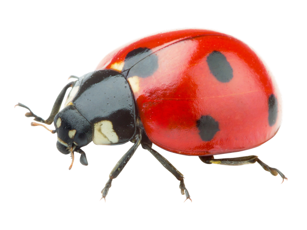 ladybug png - Google Search