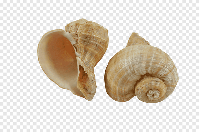 shell 🐚 🐚 sea 🐚 🌊