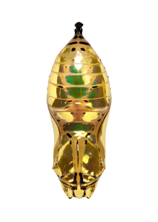 gold butterfly cocoon
