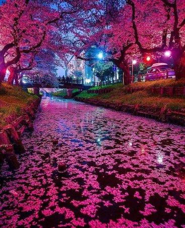 Cherry Blossoms in Japan : pics