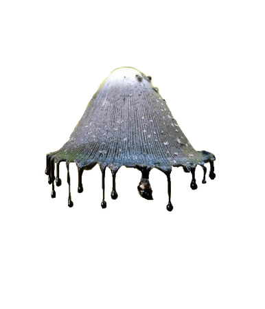 Inky Cap Mushroom Hat 1 (HVST edit)