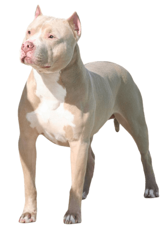 American Pitbull Terrier