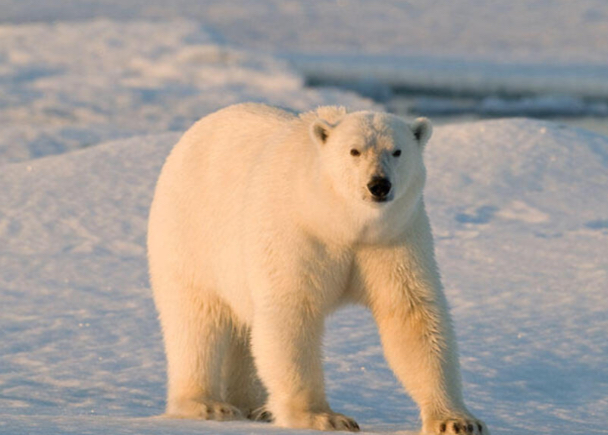cute polar bear ✨