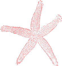 coral starfish png - Google Search