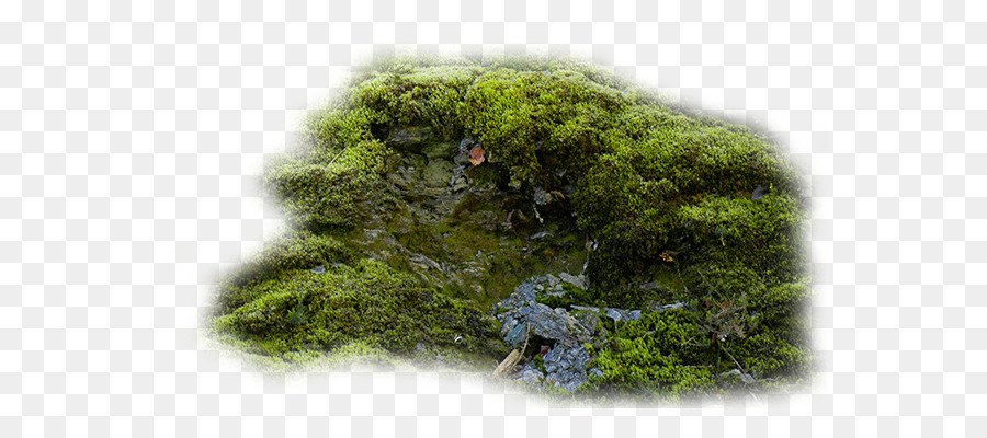 river moss