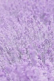 lavender flower aesthetic - Google Search