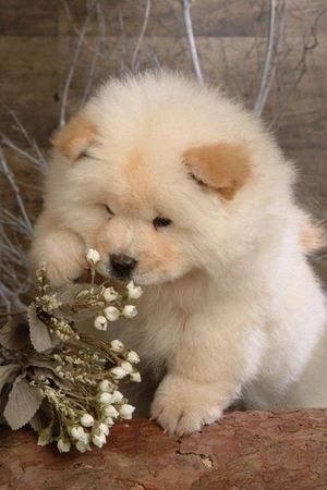 Chow Chow puppy background