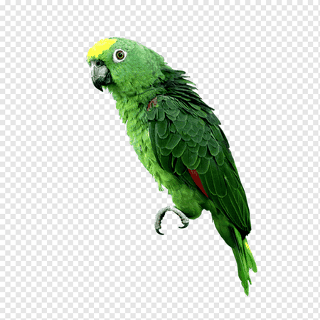png-transparent-budgerigar-parrot-computer-file-parrot-animals-parakeet-fauna.png (920×920)