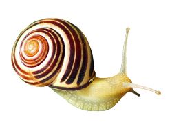 cias pngs // snail