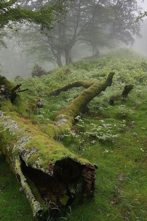 mossy forest