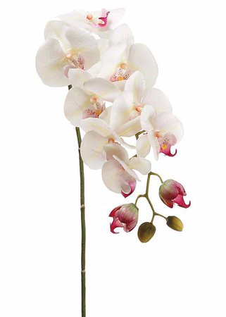 Orchids in Cream Pink flower