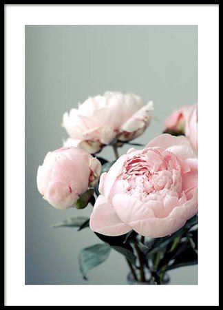 Pink Peonies On Green Poster