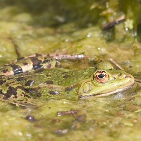 frog scum pond water