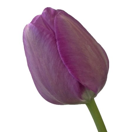 Lavender Gem Bulk Tulips | FiftyFlowers.com