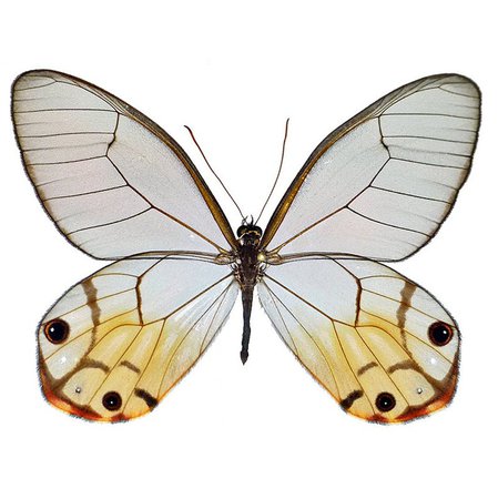 Haetera piera yellow clear wing butterfly Peru | Etsy