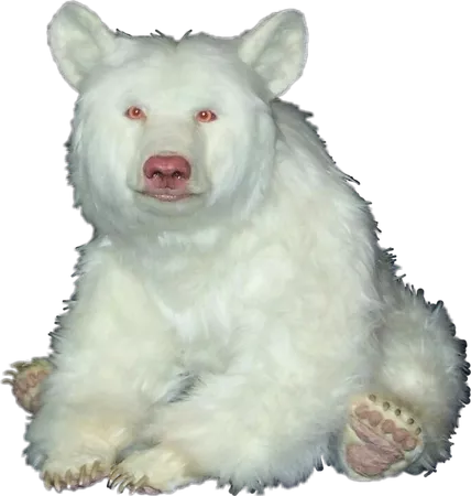 albino bear