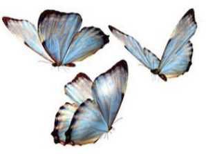 butterfly’s