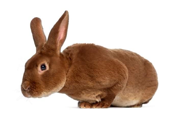 Rex Rabbit as a Pet | Pet Comments