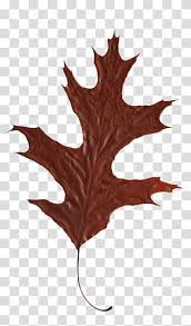 fall leaf png - Google Search