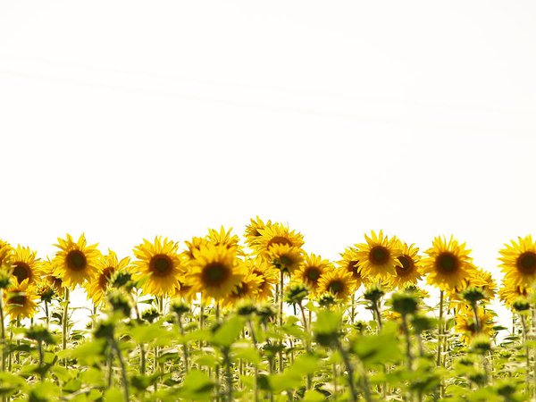 sunflower-fields-isabel-solano-photography-portugal.jpg (900×675)