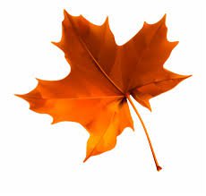 fall leaves - Google Search