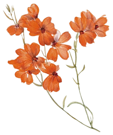 Pressed, Dried  Orange Flowers PNG:KlosetKouture