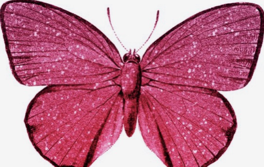 magenta pink purple butterfly