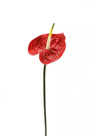 Anthurium Large Artificial Flower Stem - Red 68cm Real Touch – Floralistic