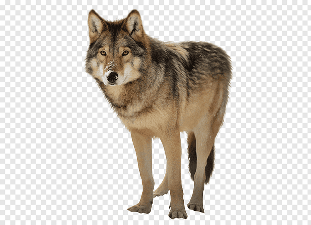 Timber wolf, short-coated black and brown dog png | PNGBarn