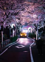 sakura at night