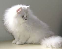 white persian chinchilla cat - Google Search