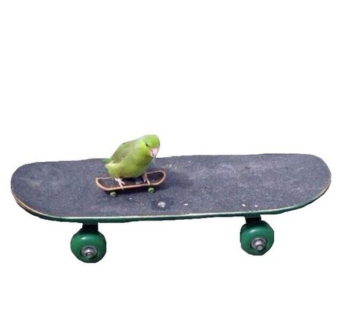 bird on skateboard