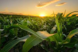 corn field - Google Search