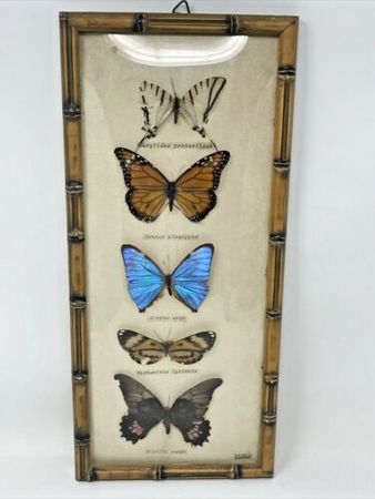 Vintage Butterfly Taxidermy Bamboo Style Frame Brasil 5 Specimens Entomology | eBay