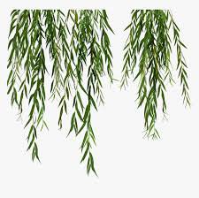 weeping willow aesthetic transparent - Google Search