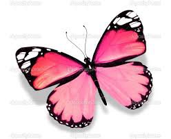 transparent spring butterflies - Google Search