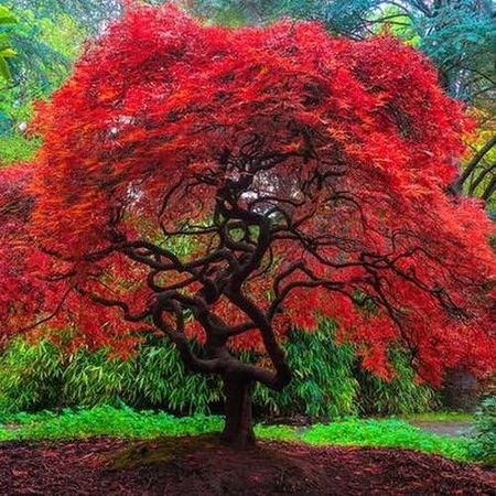 Autumn Fire Weeping Japanese Maple 3 - Year Live Plant : Maple Trees : Patio, Lawn & Garden