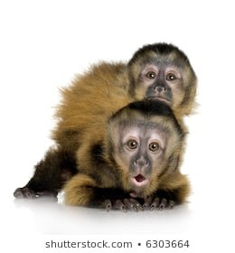 two Capuchin monkeys