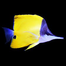 butterfly fish - Google Search