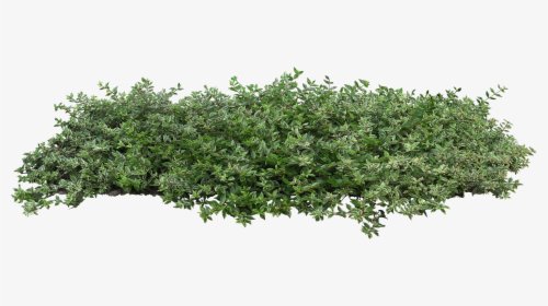 bushes png - Google Search