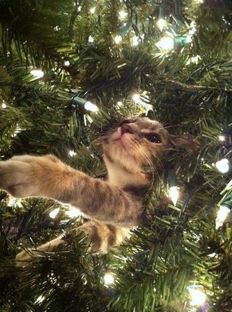 kitty cat Christmas
