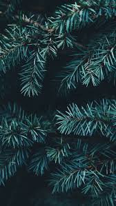 winter pine tree - Google Search