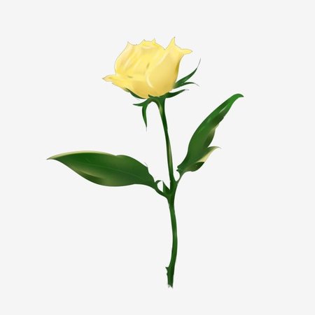 A Yellow Rose Hand Drawn Illustration, Spring Is Coming, Flowers, Spring PNG Transparent Clipart Image and PSD File for Free Download